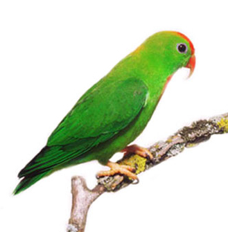 Loriculus philippensis